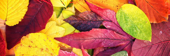 Wall Mural - panoramic background of colorful autumnal leaves. fall web banner.