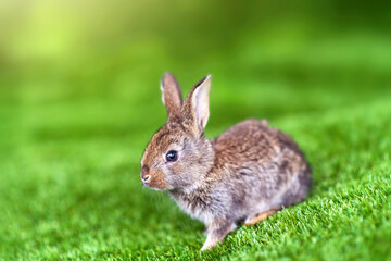 Rabbit on a green grass in summer day. Cute little Easter bunny in the meadow. Green grass under the sunbeams. little hare sitting in the grass.