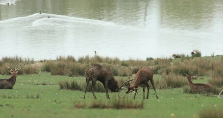 Poster - Red deer in the meadow during the rutting season