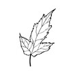 Vector contour amur maple leaf. Hand-drawn outline sketch illustration on white background isolated. Ornamental leaves. Vintage decorative elements for floral botanical design. Line plant silhouette