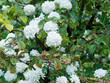 (Viburnum plicatum 'Grandiflorum') Viorne de Chine au feuillage vert pâle à vert foncé, plissé et fortement veiné sur branches horizontales