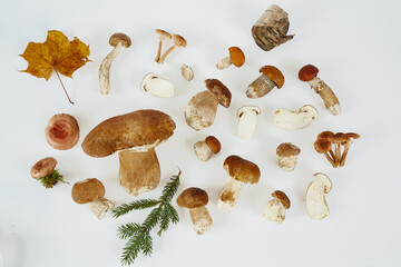 Poster - forest mushrooms isolated on white background