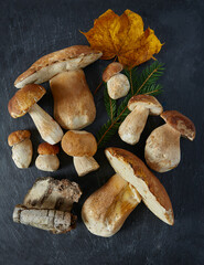 Poster - forest mushrooms on granite surface