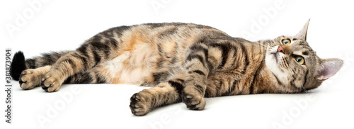 Cuadros en Lienzo Lying cat tabby isolated on white background.