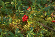 Wild ripe lingonberry bush on the sunlight in an autumn forest 