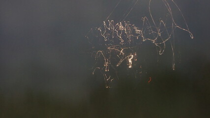 reeds in the morning sun