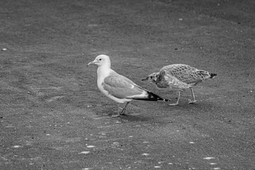 Wall Mural - European herring gull (Larus argentatus)