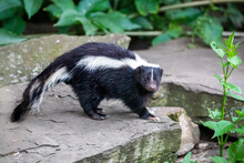 Close-up Photo Of Striped Skunk (Mephitis Mephitis) In Nature