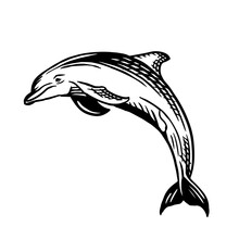 Dolphin Sketch Style. Sea Animal Vector Vintage Illustration