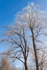 Wall Mural - Tree branches covered in frost snow