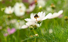 A White Flower With A Bumblebee On It