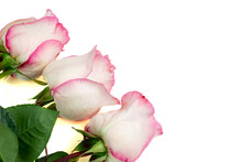 Roses. Three White Pink Roses. Flowers Are Isolated On A White Background.