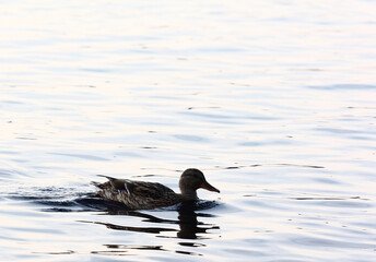 Several ducks swim in a pond with clear calm water, ducks and adult ducklings, duck flock, aquatic plants, natural habitat, summer day, sunny weather, water reflections, plumage, beak, swim together