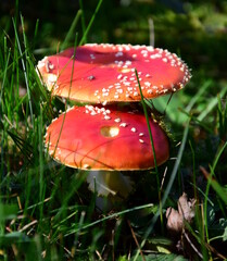 Giftiger Fliegenpilz auf einer Waldlichtung im Herbst