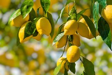 Bunches Of Fresh Yellow Ripe Lemons With Green Leaves.