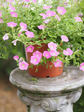 Petunia Easy Wave Color Pink Flower Booming In Garden Beautiful On Blurred Of Nature Background