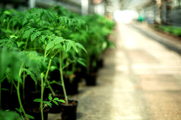 tomato seedlings in pots in an industrial greenhouse