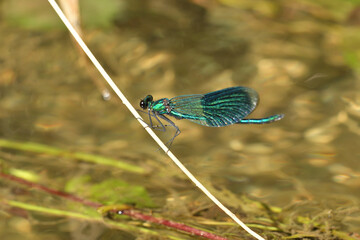 Wall Mural - Banded demoiselle holding a blade of grass above the water by the river