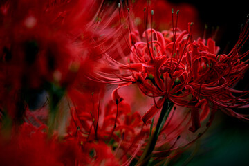 red flower background