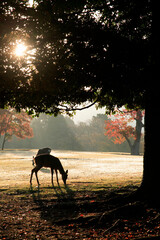 Canvas Print - 奈良公園の朝