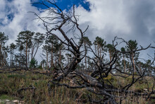 Dry Dead Gray Trees With Branches Felled After Fire, Lies In Grass On Slope Of Mountain. Green Pine Trees Forest And Blue Sky With Clouds Background. Bottom View. Baikal Nature.