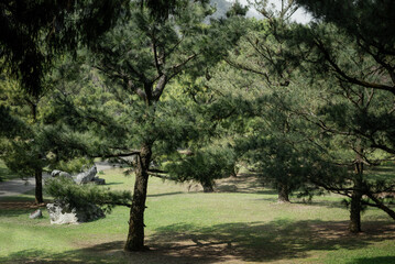 Pine trees in the garden