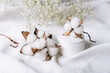 Cotton plant on a white cloth on a background of white small flowers