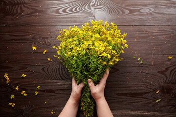 Wall Mural - Hands holding big bunch of Hypericum perforatum or St Johns wort flowers over dark wooden background