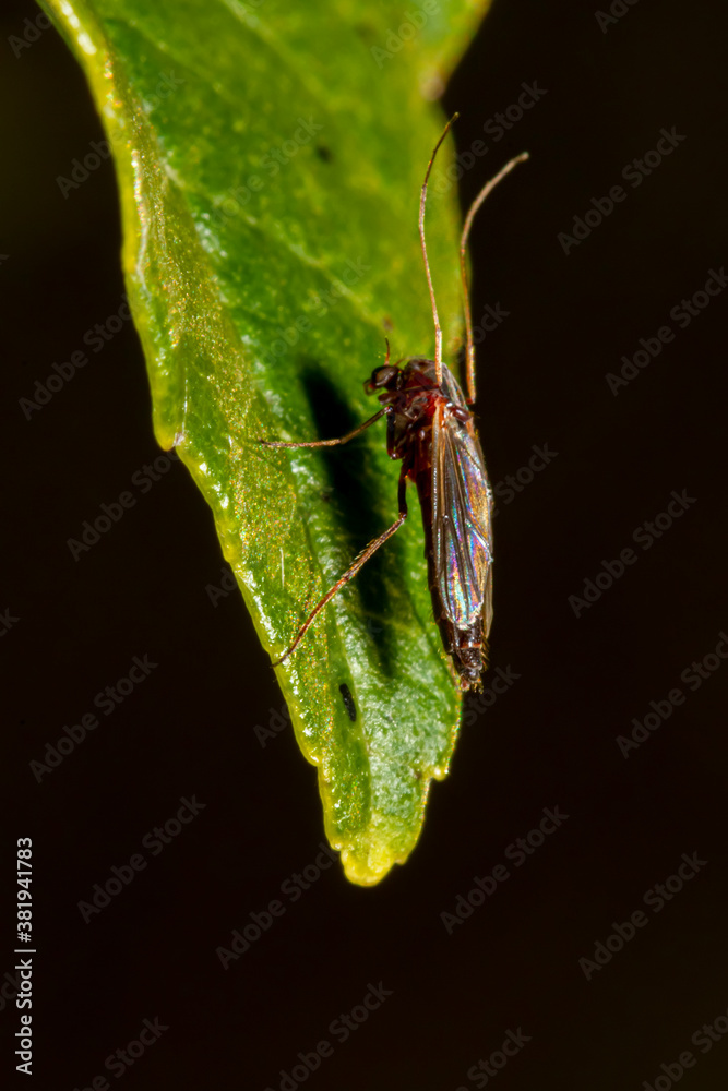 Micropezidae Photo Stock Side view of a stilt legged fly (member of Micropezidae ...