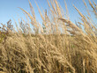 landscape, field, dry grass, nature