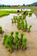 Wall Mural - Rice seedlings in rice field.baby paddy.Get ready for agriculture.Transplanting seedlings.