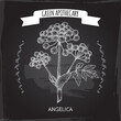 Angelica archangelica aka garden angelica sketch on black background. Green apothecary series.