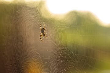 the small brown spider weaves a web
