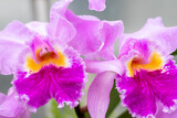Fototapeta  - Pair of vibrant purple orchids in spring. 