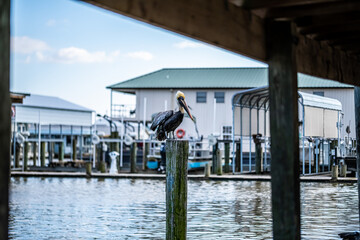 Wall Mural - LOUISIANA BROWN PELICAN