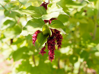 Poster - Chèvrefeuille de l'Himalaya ou Leycesteria formosa, arbuste ramifié au feuilles pointues vert bleuté aux épis de fleurs à bractées rouge-violet à pourpre foncé