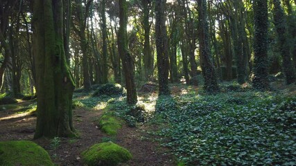 Wall Mural - Forest Trees with Sunlight Bursting through Tree Branches at Sunset in the Woods with stones covered with moss. 