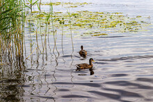 Two Mallard Duck (Anas Platyrhynchos) Swimming On A Summer Pond Overgrown With Grass