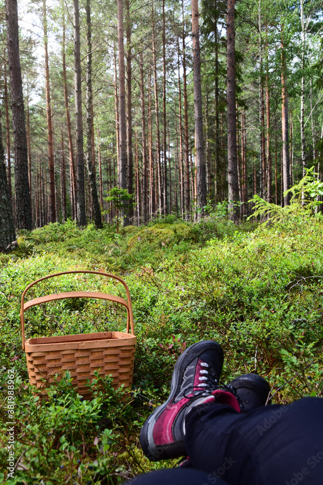 Person sitting down in the forest among blueberry bushes with the ...