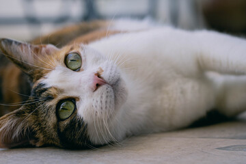 primer plano de gato de tres colores sobre pasto sintético en balcón de departamento con macetas de fondo