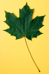 green maple leaf on yellow background. vertical photo