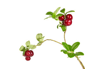 Wall Mural - Cranberries isolated on white.