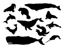 Whale And Seal Silhouette Vector Illustration. Ocean Animals: Killer, Blue, Sperm And Humpback Whale, Walrus, Seal, Narwhal, Dolphin, Manatee, Leopard Seal.
