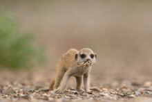 Meerkat Pup Eating Scorpion, Namibia
