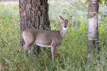 White Tailed Deer In The Woods.