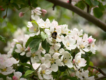 The Bumblebee Pollinating Flowers Of An Apple-tree