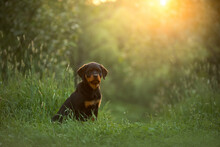 Rottweiler Puppy In Nature. Dog On The Grass. Pet In Park