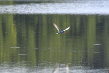 Caspian Tern Bird Flying Above Lake Water With Reflection In Water And Fish In Mouth With Wings At V-shape Wing Span