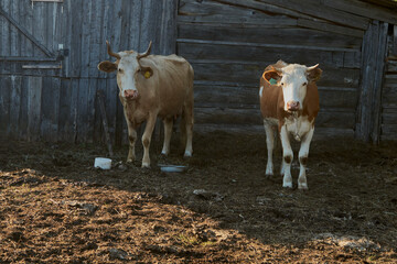 cows in a farm