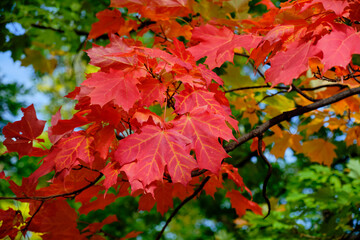 Wall Mural - early autumn with leaves of a maple tree starting to turn red. Close up a branch and a few leaves